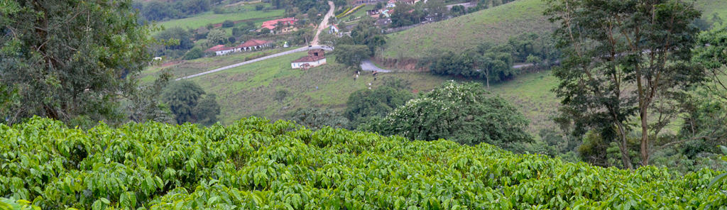 Brazilian coffee plantation