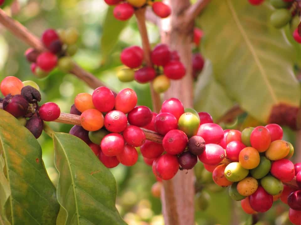 Coffea arabica on the bush