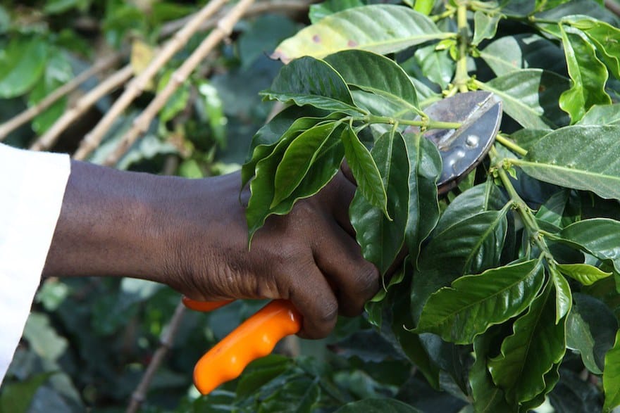 A farmer's hand pruning a coffee bush branch