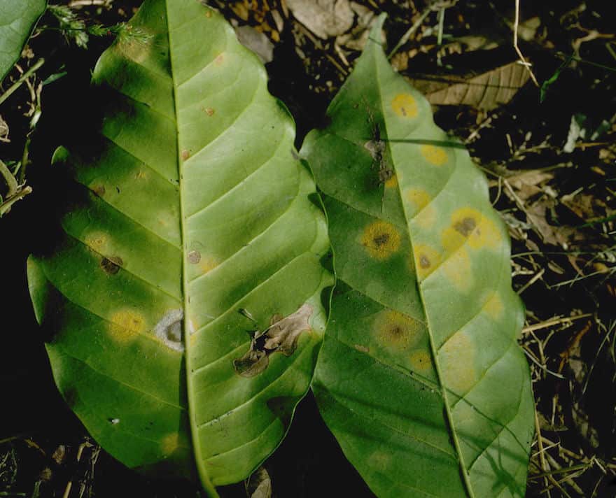Leaves that have been affected by coffee leaf rust