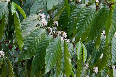 Coffea arabica