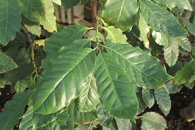 Coffea canephora