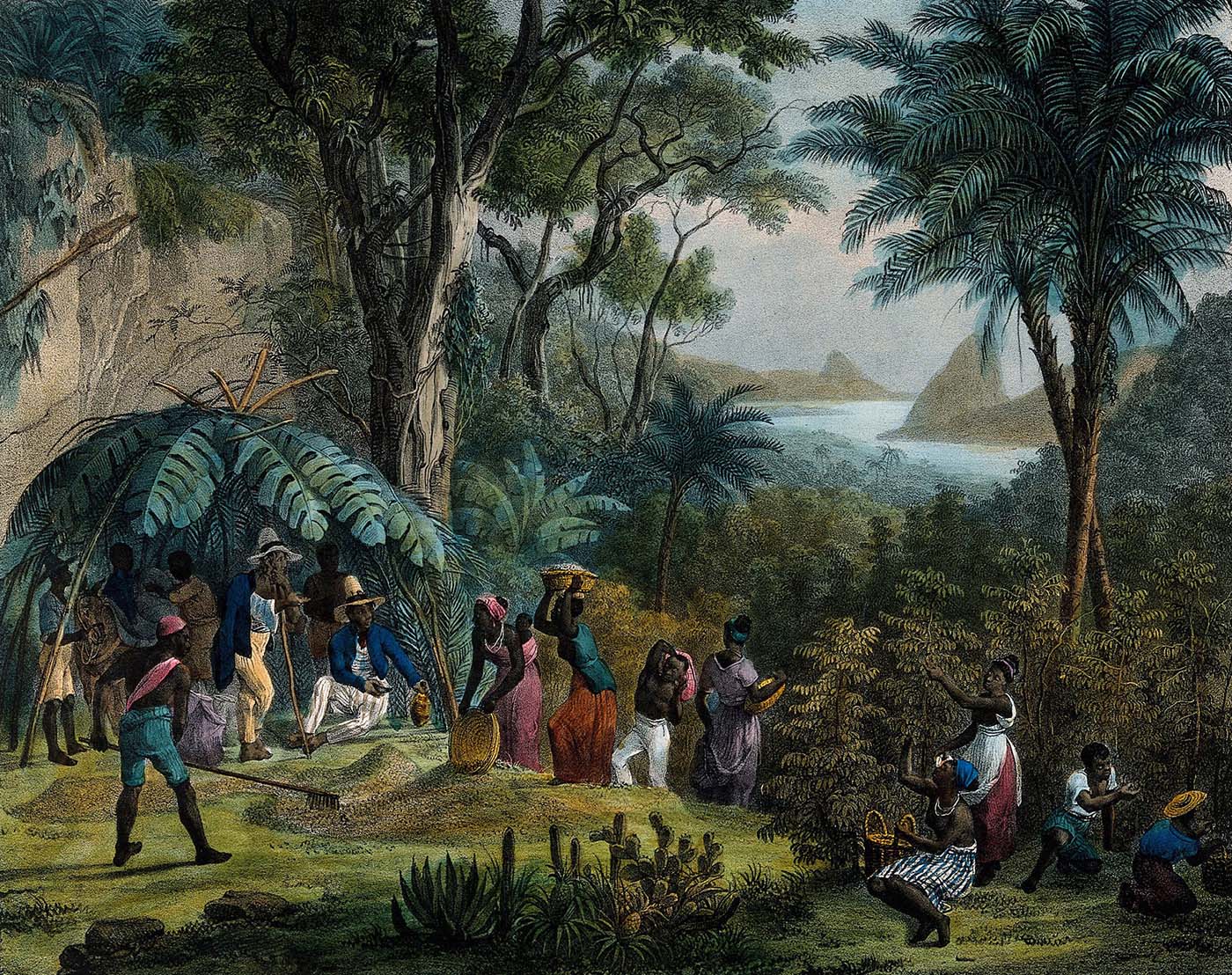 Lithograph of Indian coffee plantation, circa 1850