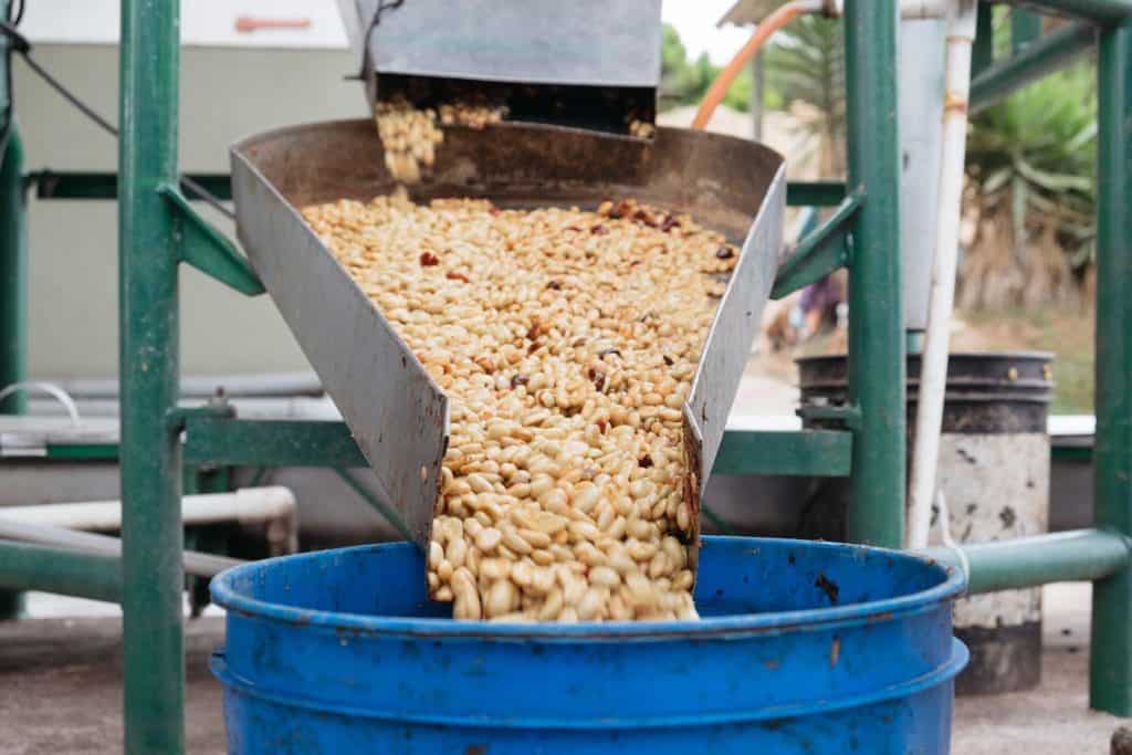 Machine removing the pulp from coffee cherries