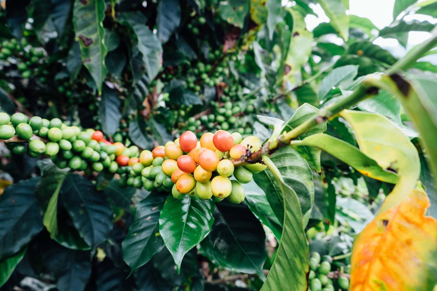 Multi-colored coffee cherries on the branch