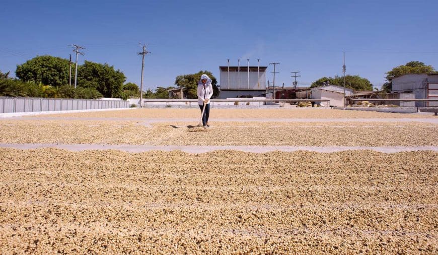 Raking dried coffee cherries