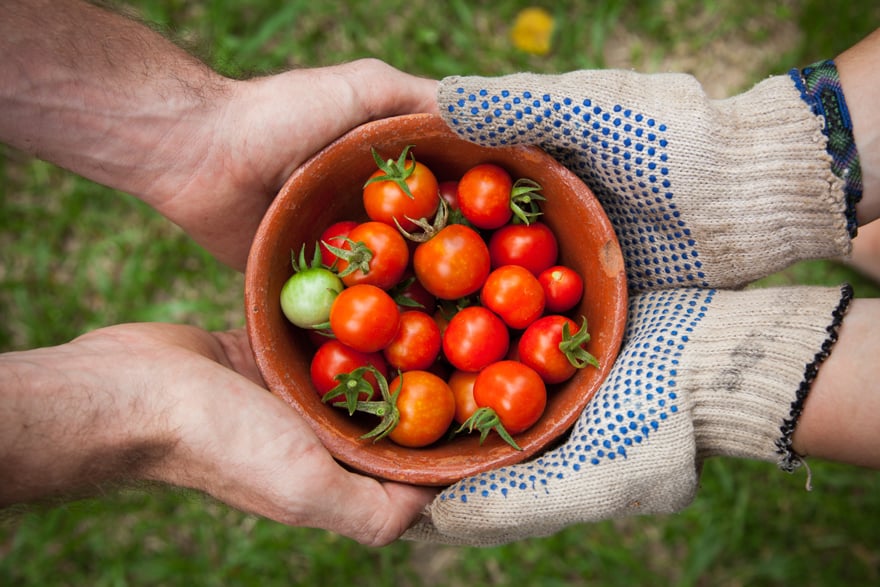 Juicy tomatoes being served