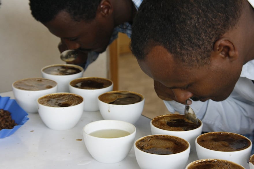 Professional coffee cuppers in Ethiopia taste and grade coffees