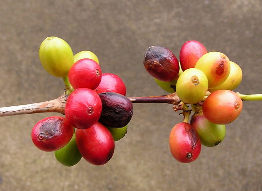 Coffea arabica