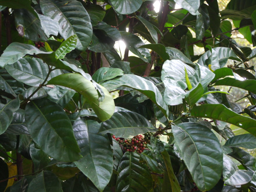 Coffea liberica