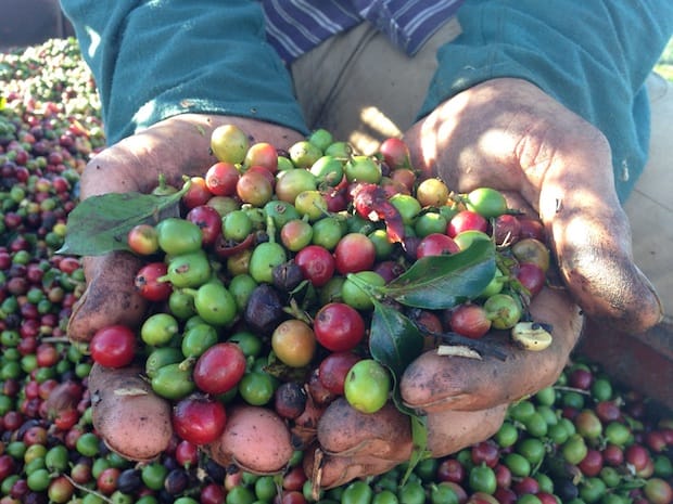 Why Brazil is Called the Coffee Pot of 