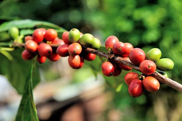 Arabica coffee plant