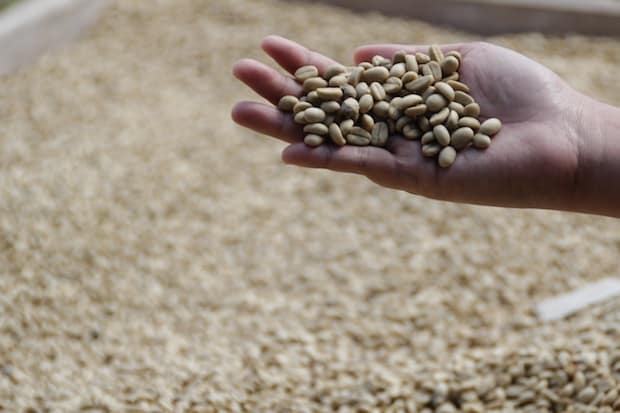 Hand holding out green coffee beans