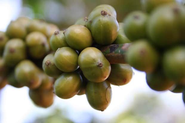 Coffee fruit growing on a branch