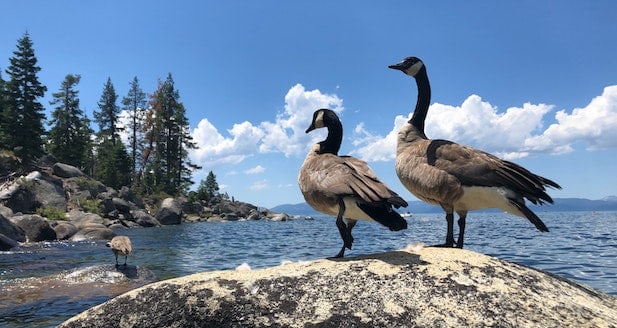 Two Canada geese with curved necks on a rock in the ocean