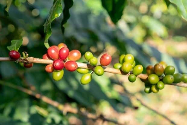 Coffee cherries growing on an Arabica coffee plant