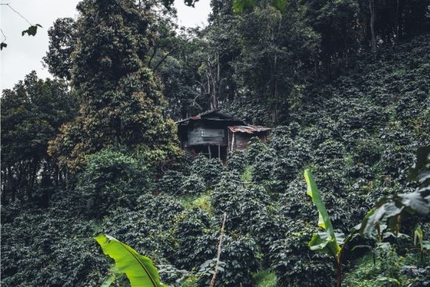 Coffee plantation in the hills in Thailand