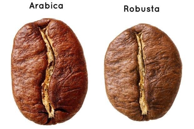 Closeup comparison of an Arabica coffee bean on left and Robusta coffee bean on right