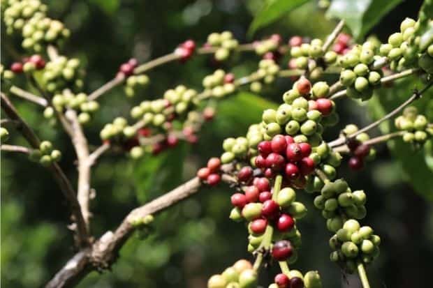 Coffee cherries ripening on a Robusta coffee plant