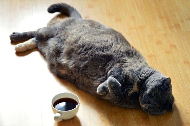 Sleepy cat on the floor next to a cup of coffee