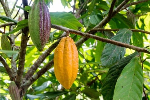 Cocoa pods hanging from a tree
