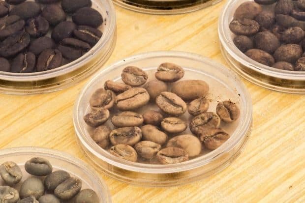 Blonde roast coffee beans in a glass dish next to other different roasts