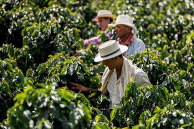 People harvesting coffee beans at a coffee farm