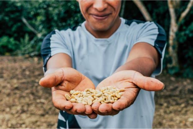 Farmer holding out coffee beans