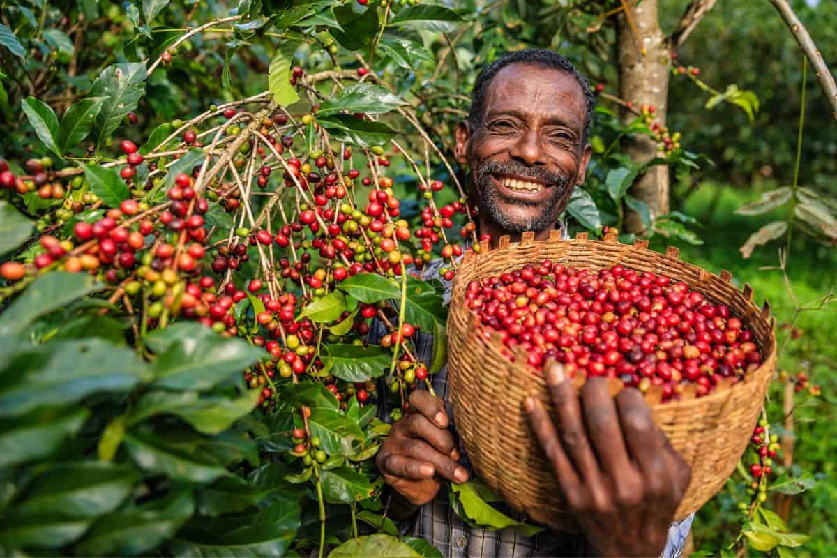 Smiling coffee farmer with a basket full of coffee cherries