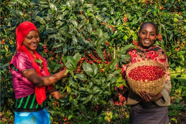 Women in Burundi collecting coffee cherries