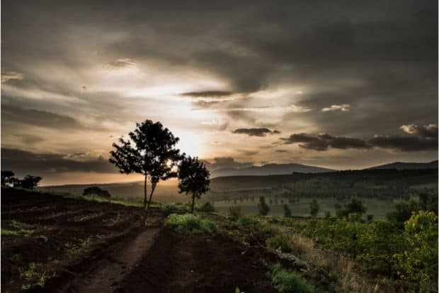 Burundi coffee farm