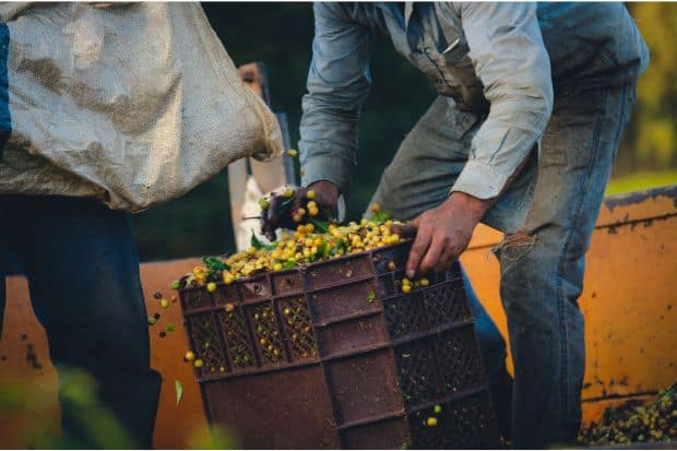 Coffee cherries being poured into a barrel during a coffee harvest in Brazil