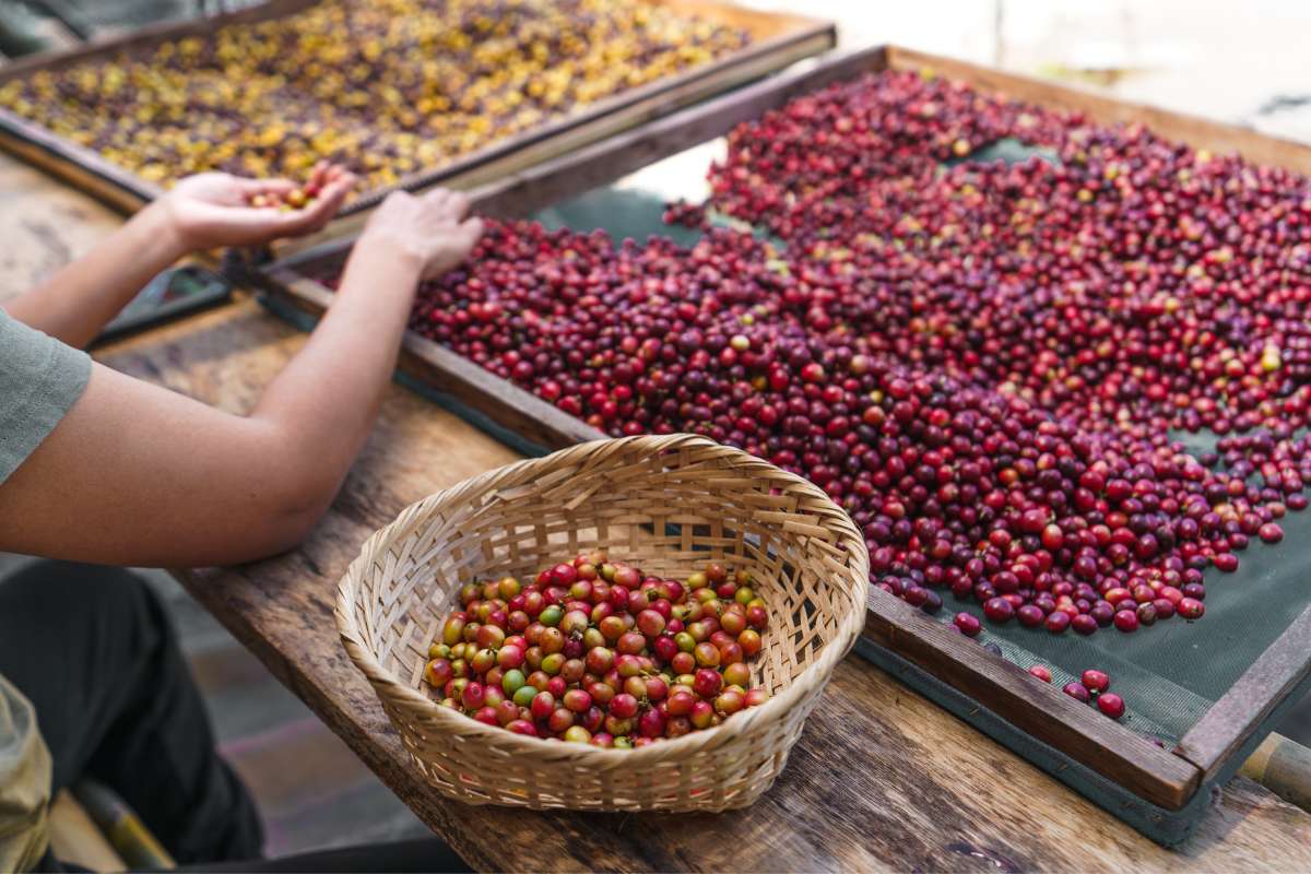 Hands picking through coffee cherries on a tray