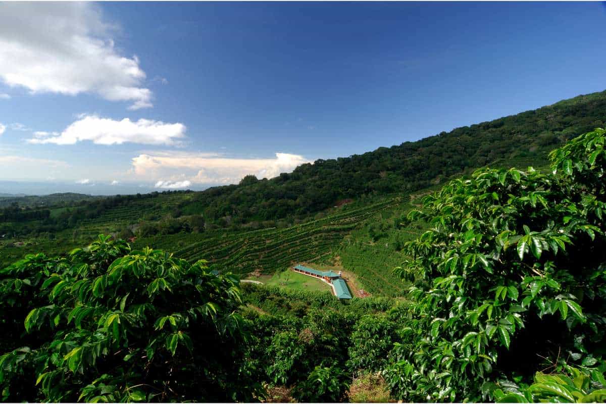 Panama coffee farm