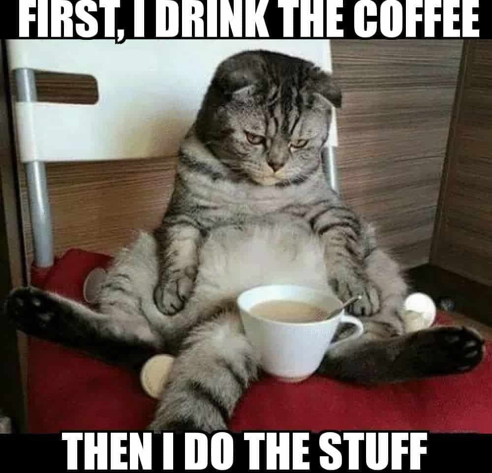 Lazy cat staring at a cup of coffee with caption: First I drink the coffee, then I do the stuff