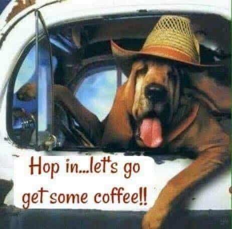 Bloodhound in a straw hat hanging out the window of a vintage pickup truck with the caption: Hop in...let's go get some coffee!!