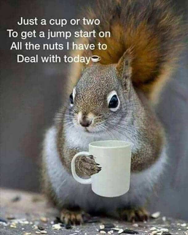 Squirrel holding a coffee mug with caption: Just a cup or two to get a jump start on all the nuts I have to deal with today.