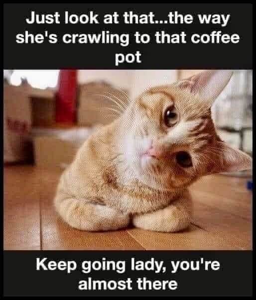 Cat lying on the floor tilting its head to one side with the caption: Just look at that...the way she's crawling to that coffee pot. Keep going lady, you're almost there.