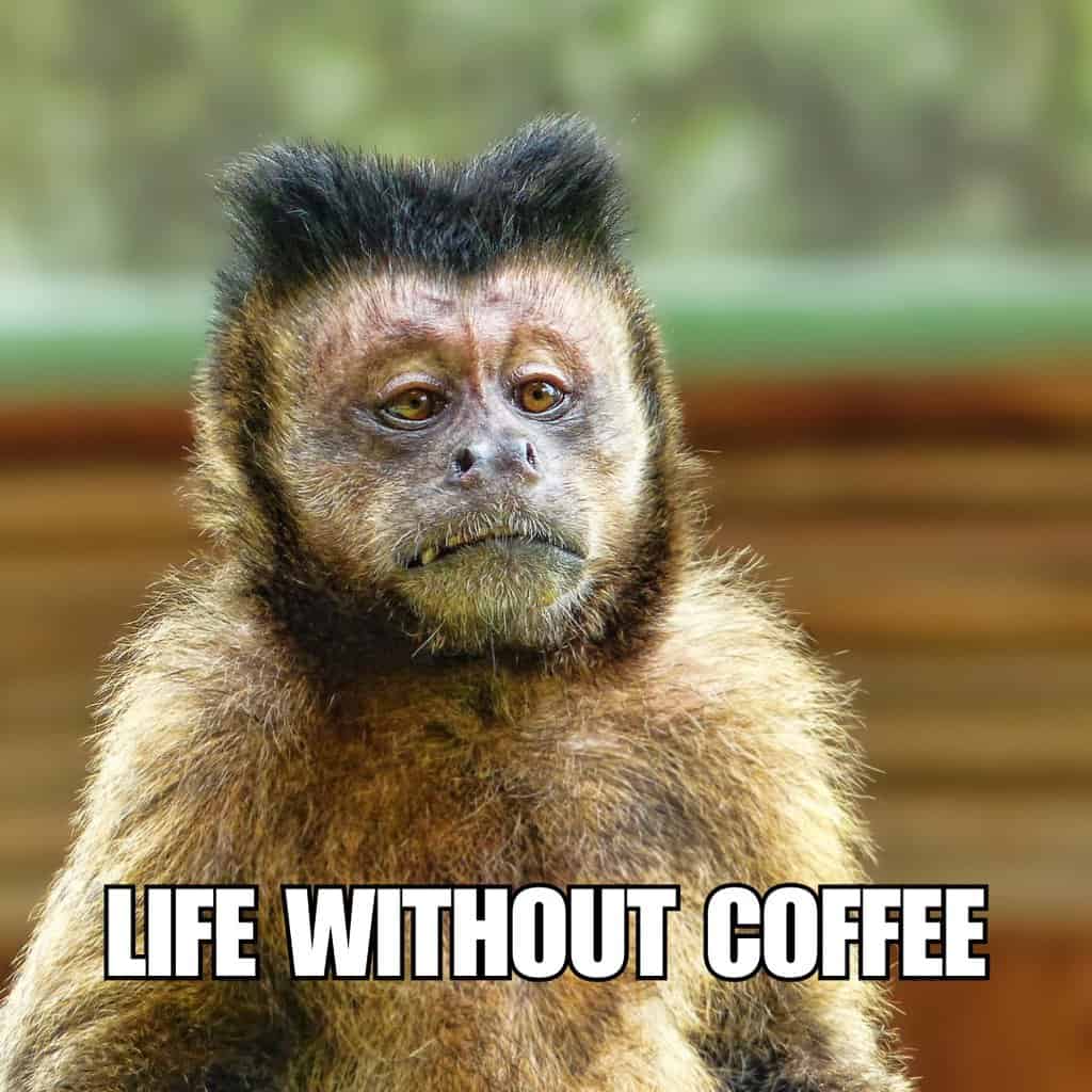 sad monkey with caption: life without coffee