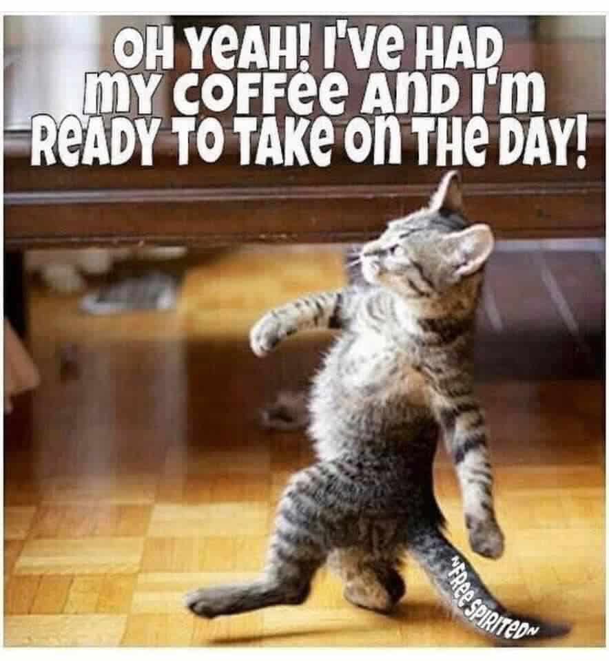 Strutting tabby cat with the caption: Oh yeah! I've had my coffee and I'm ready to take on the day!