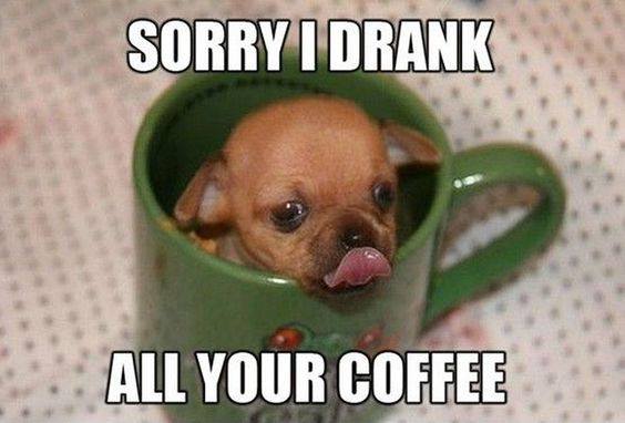 Puppy licking his lips while sitting in a coffee mug with caption: Sorry I drank all your coffee.
