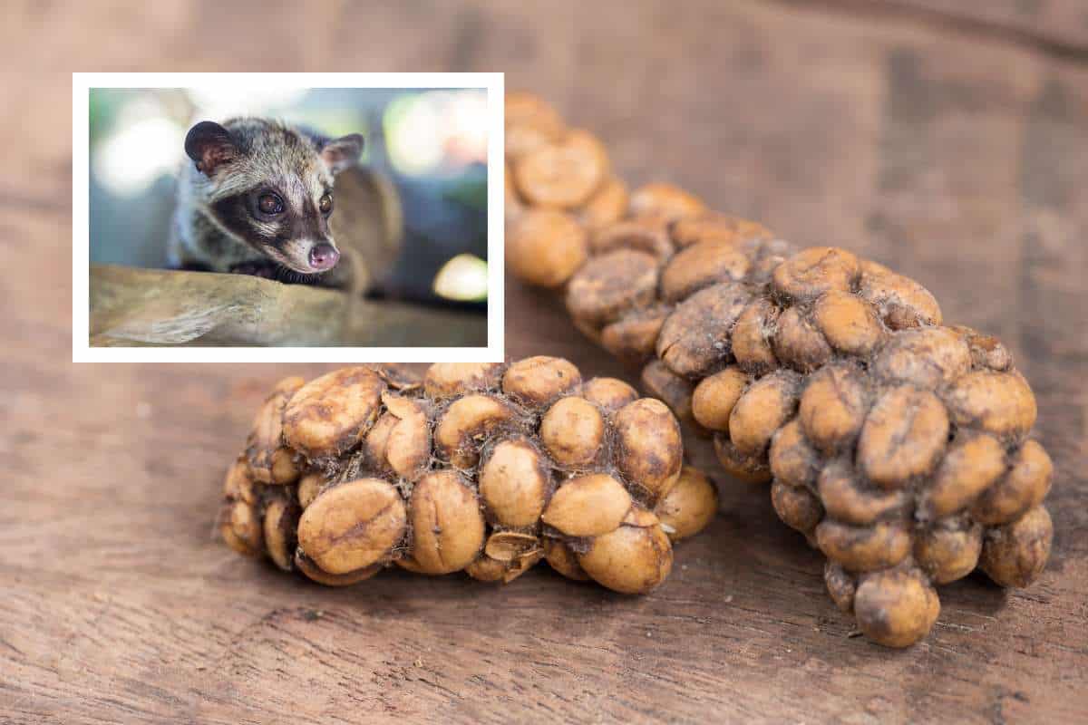 Raw coffee beans in the feces of a civet cat, inset at top left