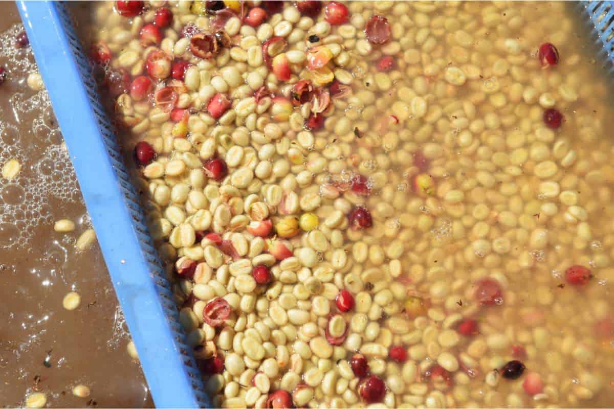 Fermented coffee beans being washed during processing