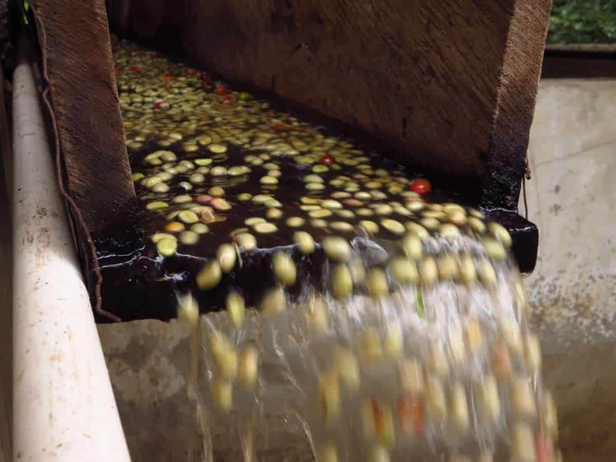 Coffee beans flow with water down a shoot during wet processing.