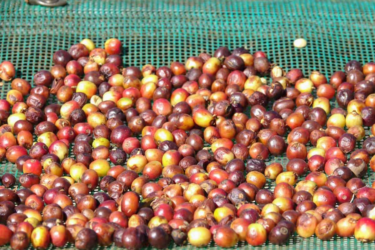 Coffee cherries drying in the sun in dry processing.