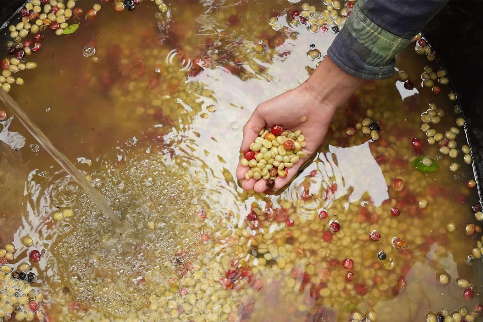 Hand pulls raw coffee beans out of a fermentation vat