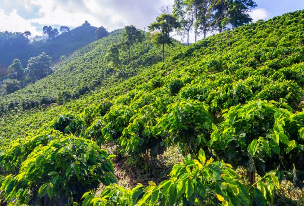 Hillside on a Colombian coffee farm.