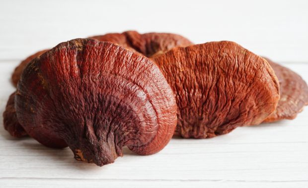 Red Reishi mushroom