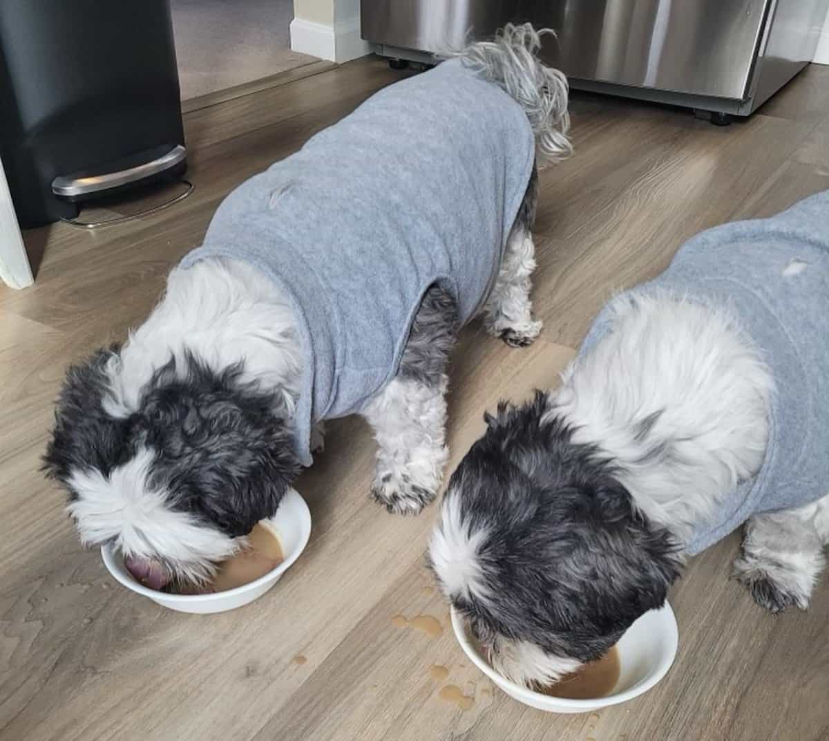 Twin dogs in grey shirts sipping Barkista from bowls