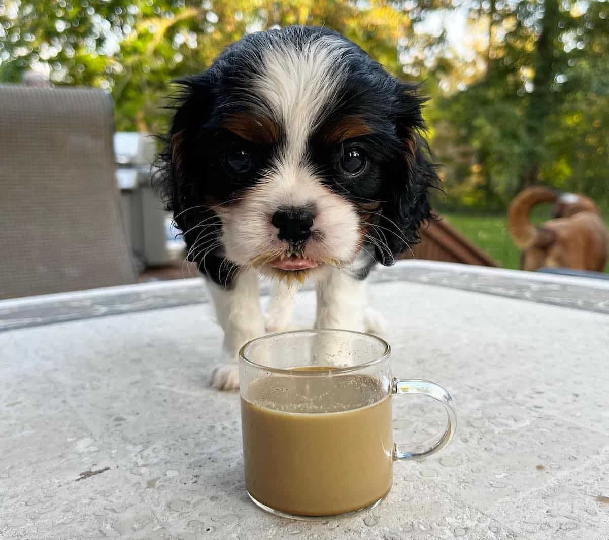 Small dog sipping from a cup of coffee